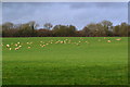 SU3626 : Sheep in field near Hall Place by David Martin