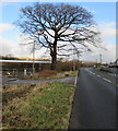 SN8007 : Dominant deciduous tree alongside Dulais Road, Seven Sisters by Jaggery