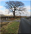 Dominant deciduous tree alongside Dulais Road, Seven Sisters