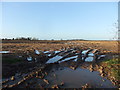 TF1495 : Muddy field near Stone Farm by David Brown