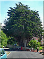 Conifer, Higher Kings Avenue, Exeter