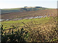 Feeding the nation near North Lodge by Grantshouse in the Scottish Borders