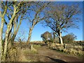 Spur off Mount Alban track near Houndwood in the Scottish Borders