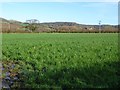 Farmland near Nibley Green