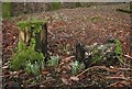 First of the snowdrops