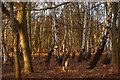 TM3856 : Birch woodland on Blaxhall Common by Christopher Hilton