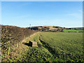 Hedge bounding north side of field