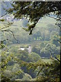 Glangwili Mansion from track in south Brechfa forest