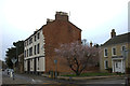 Early blossom on Boston Road