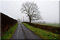 A tree in the mist, Tattymoyle Middle