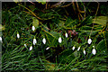 Snowdrops, Tattymoyle Middle