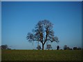 Field tree near Tuxford