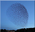 A starling murmuration at Eyemouth