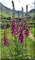 NY2312 : Foxglove - Digitalis purpurea - Borrowdale, Cumbria by Ian Cunliffe