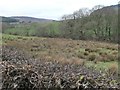 Trees along Southwick Burn, west of Bogknowe