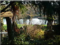 Ducks in the Lake at the Old Vicarage (Bayton)