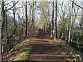 The Derwent Walk in Make-me-Rich Plantation