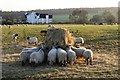 Sheep in Field