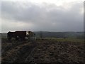 Cattle on Hollin Edge Height