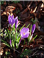NT9932 : Crocuses in the churchyard of St Mary And St Michael, Doddington by James T M Towill