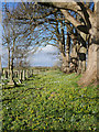 NT9932 : A line of trees in the churchyard of St Mary And St Michael, Doddington by James T M Towill