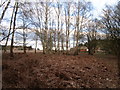 SK8657 : Dead bracken in Stapleford Wood by Jonathan Thacker