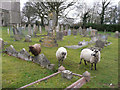 Sheep in the churchyard. Codicote