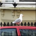 Brighton - seagull on car