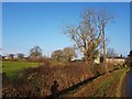 Towards Thornton Grove Farm