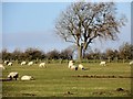 NZ1147 : Grazing sheep beside Outputs Lane by Robert Graham