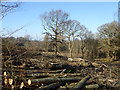 TR0640 : Felling, Barrack Wood by Robin Webster