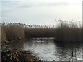 SJ3173 : Reeds and water, RSPB Burton Mere Wetlands by Christine Johnstone