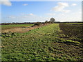 Field edge near Leasingham