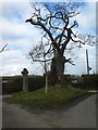 The restored stone cross and hollow oak tree, Stumpy Oak