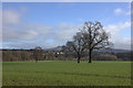 Winter trees at Ludford