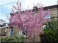 TQ2375 : Early cherry blossom in Putney by Marathon