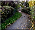 Path between hedges, Whitminster