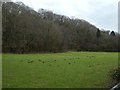 Grassland in the flood plain of River Mardle