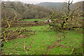 Felled trees near Dreason