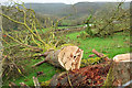 Felled trees near Dreason