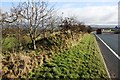 Earth bank beside A66 at approach to dual carriageway section