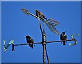 Three starlings on a weather vane