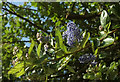 Ceanothus in February, Padstow