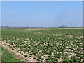 Field of beans