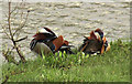 SW9972 : Mandarin ducks, Wadebridge by Derek Harper