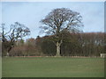 Huge mature tree on field boundary on Kames East farm near Leitholm in the Scottish Borders 