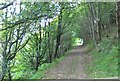 A woody section of the Coast Path