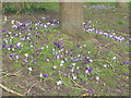 Crocuses at Abbey Ponds