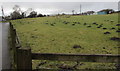 SO2605 : Many molehills and hens in a Varteg field by Jaggery