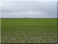 Young crop field near High Easton Farm